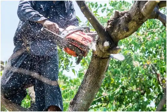 tree services Delafield